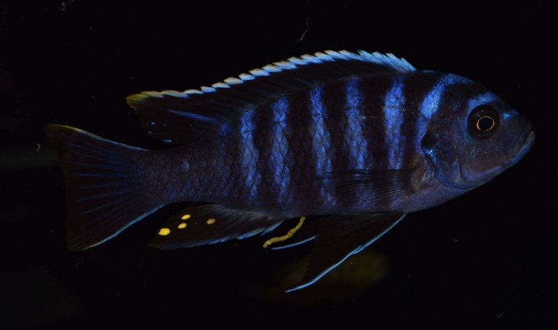 Cynotilapia zebroides 'Narungu'
